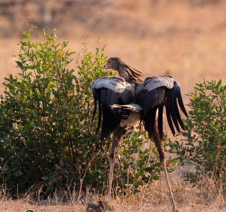 04Frederik Aucamp Secretary Bird 3 Final 04Frederik Aucamp Secretary Bird 3 Final