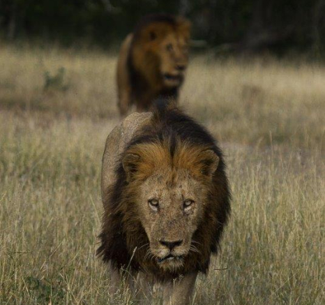 17Graeme Stewart Lion 220320 5 Final