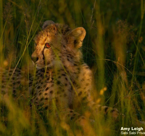 A32Amy Leigh Cheetah With Cub 2 200122 Final