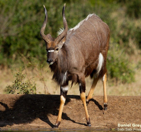 A46Daniel Greyvenstein Nyala Warthog Nyala 040922 2 Final