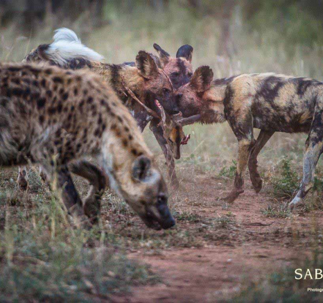 12Terry Ennever Wild Dog 201855 1 Final 12Terry Ennever Wild Dog 201855 1 Final
