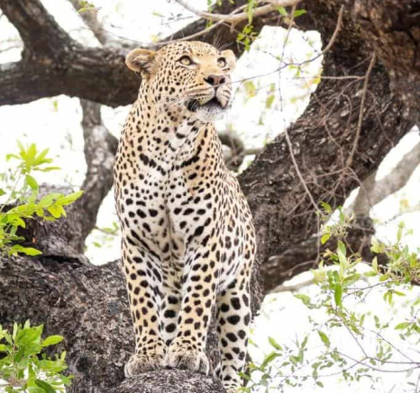 12Frederik Aucamp White Dam Male Leopard 22 11 2018 1 Final 12Frederik Aucamp White Dam Male Leopard 22 11 2018 1 Final