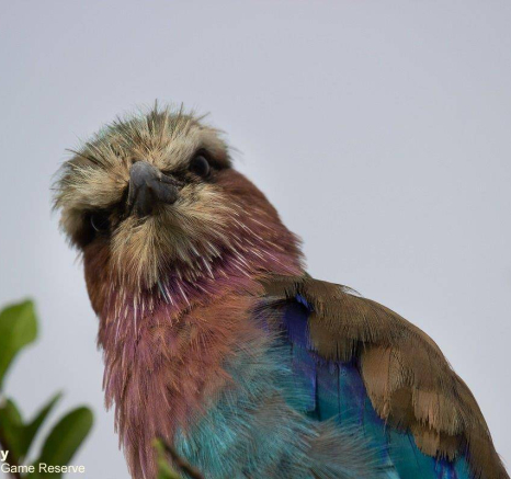 14Louise Murray Roller 15012021 2 Final