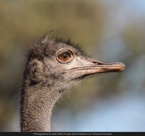 10628684 743252929055694 2864871994158797614 O