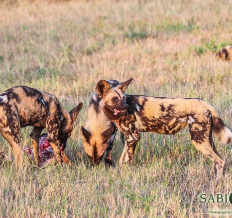 11087809 828273567220296 3961655213849380342 O