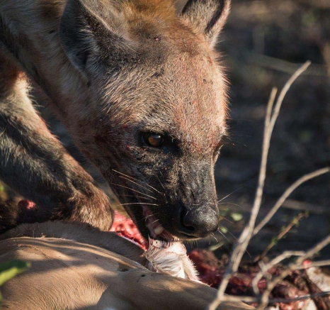 10Sheldon Hooper White Dam Cub Hyena 10Sheldon Hooper White Dam Cub Hyena
