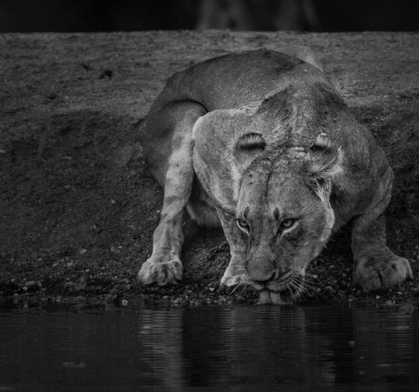 19Terry Ennever Lions 9 9 16 1 2 19Terry Ennever Lions 9 9 16 1 2