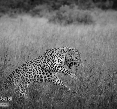 22Kyle 7 Mar Matting Leopards 5 Final 22Kyle 7 Mar Matting Leopards 5 Final