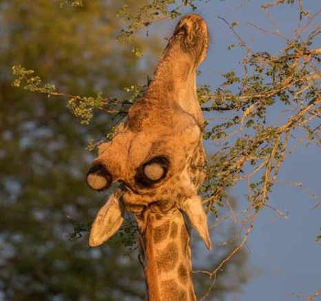 21Kyle 13 Mar Giraffe Sunset 12 Final 21Kyle 13 Mar Giraffe Sunset 12 Final