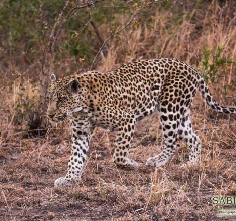 13Frederik Aucamp Leopard Unknown 1 2 Final 13Frederik Aucamp Leopard Unknown 1 2 Final