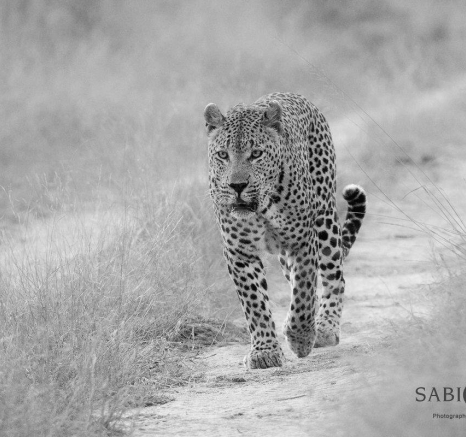 36Kevan Dobbie Max 260519 2 Final 36Kevan Dobbie Max 260519 2 Final