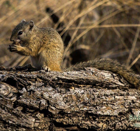 05Kevan Dobbie Tree Squirrel 0808 Final 05Kevan Dobbie Tree Squirrel 0808 Final