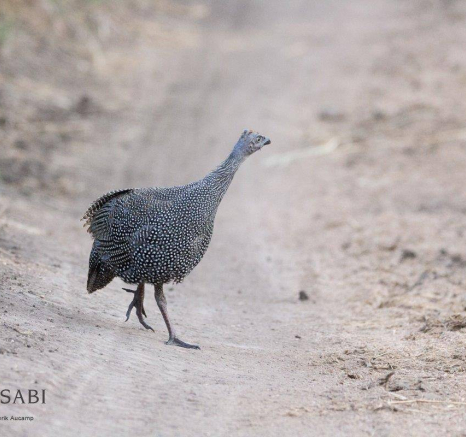 03Frederik Aucamp Helmeted Guineafowl 16 05 2019 2 Final