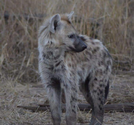 57Maryke Nel Hyena 16072019 10 Final 57Maryke Nel Hyena 16072019 10 Final