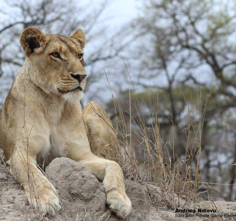 22andries Ndlovu Lioness 311019 4 Final 22andries Ndlovu Lioness 311019 4 Final