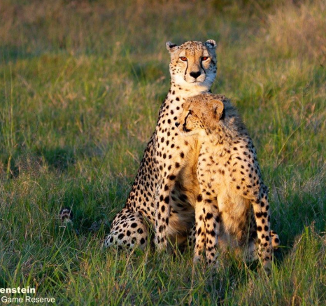 A08Daniel Greyvenstein Cheetah And Cub 050622 11 Final A08Daniel Greyvenstein Cheetah And Cub 050622 11 Final