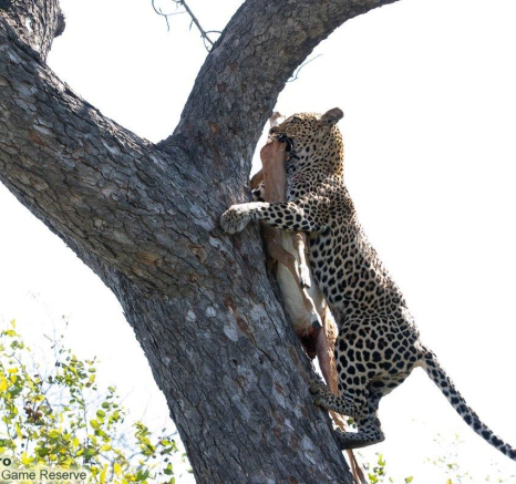 A25ronald Mutero Ntsumi And Cubs 15062022 4 Final A25ronald Mutero Ntsumi And Cubs 15062022 4 Final