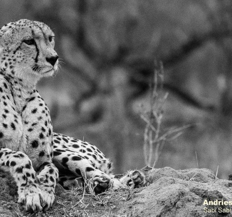 54andries Cheetah.mono 170820 Final 54andries Cheetah.mono 170820 Final