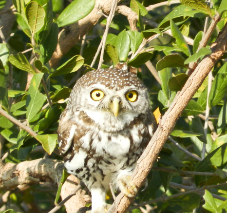 Owl Owl