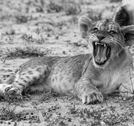 06Franscois Rosslee Lioncub3 M 1 06Franscois Rosslee Lioncub3 M 1