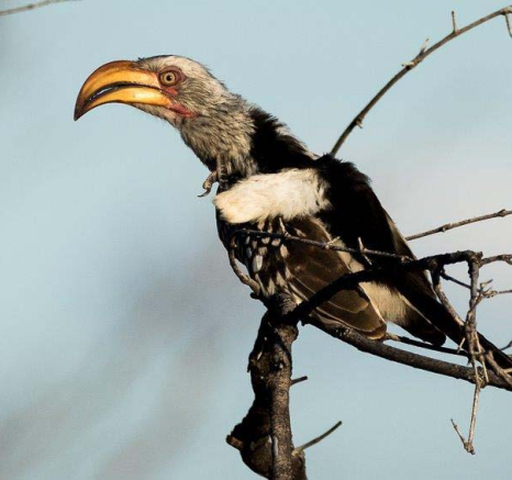 38Sheldon Hooper Hornbill Expressions 38Sheldon Hooper Hornbill Expressions