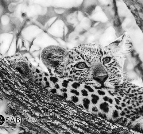 28Greg Heasman Female Leopard Cub Little Bush Female Cub 21 05 18 01 Final 28Greg Heasman Female Leopard Cub Little Bush Female Cub 21 05 18 01 Final