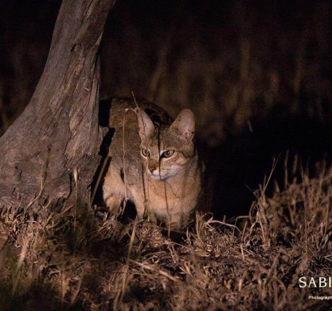 42Frederik Aucamp African Wild Cat 3 Final