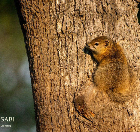 04Kerry Lee Roberg Squirrel Final 04Kerry Lee Roberg Squirrel Final