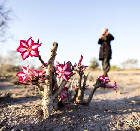04Sheldon Hooper Impala Lily Final