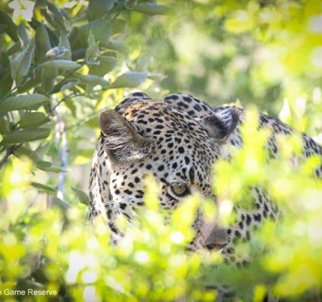 18Ally Ross 20191130 Kigelia 01 Final 18Ally Ross 20191130 Kigelia 01 Final