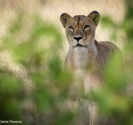 11Ally Ross Mhangheni 24032020 Final