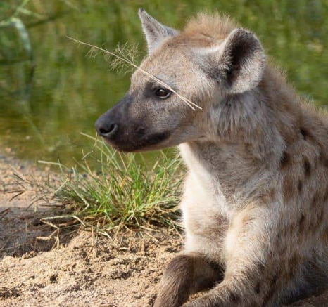 37Greg Heasman Hyena 23032020 1 Final