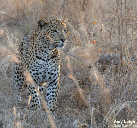 23Amy Leigh Leopard White Dam 150721 Final