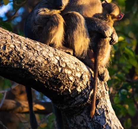 04Kerry Lee Roberg Baboon.4 Final