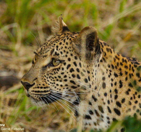 16andries Leopard.ntsumi.130720 3 Final 16andries Leopard.ntsumi.130720 3 Final