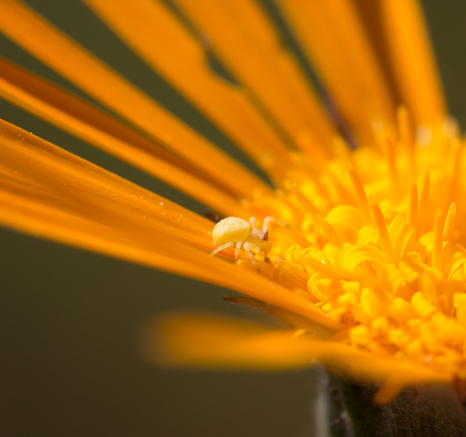 Crab Spider Crab Spider