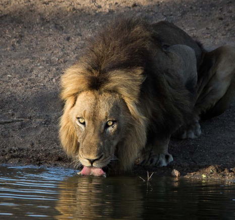 18Franscois Rosslee Ldrink1