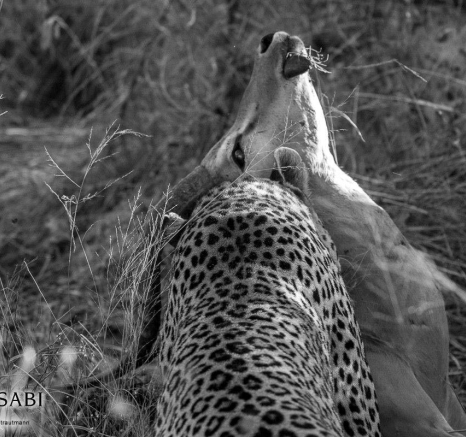 06Kyle 10 May Leap Of Leopards Final