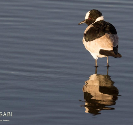 19Franscois Rosslee Lapwing 1 Of 1 Final 19Franscois Rosslee Lapwing 1 Of 1 Final