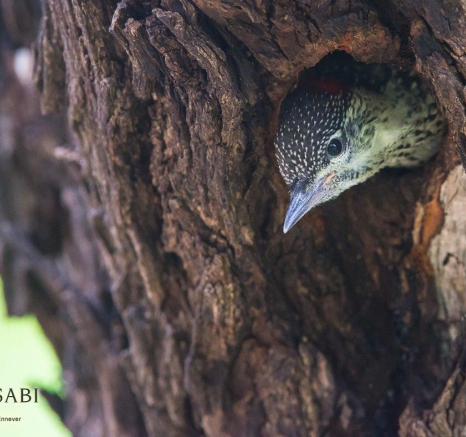 21Terry Ennever Golden Tailed Woodpecker Final 21Terry Ennever Golden Tailed Woodpecker Final