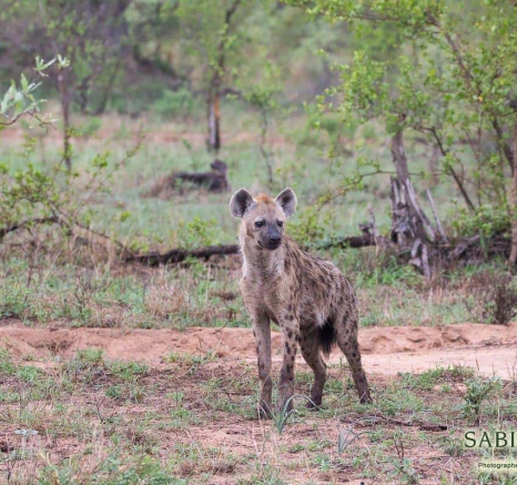 34Frederik Aucamp Spotted Hyena 20 12 18 Final 34Frederik Aucamp Spotted Hyena 20 12 18 Final