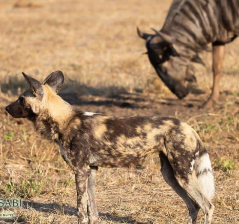 22Louise Murray Wildebeest Wildog 08062019 3 Final 22Louise Murray Wildebeest Wildog 08062019 3 Final