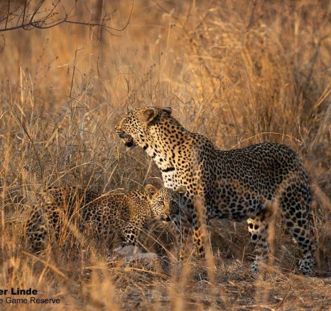 18Kevin Van Der Linde Scotia And Cub 21102019 2 Final