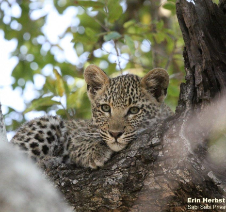 B03Erin Herbst Kigelia Cub 2 270821 Final