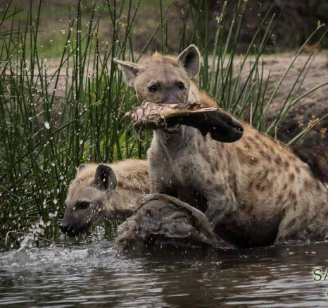 07Kevan Dobbie Hyena Fem 2311.2 Final 07Kevan Dobbie Hyena Fem 2311.2 Final