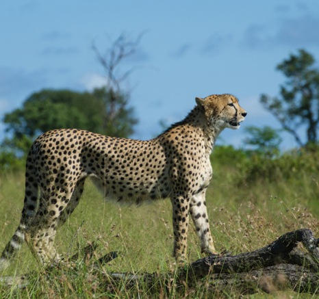 CheetahlandscapeC CheetahlandscapeC