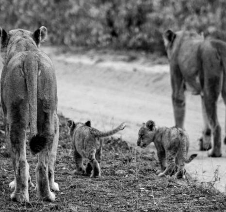 17Tayla McCurdy SP And Cubs 26 Feb 16 4 17Tayla McCurdy SP And Cubs 26 Feb 16 4
