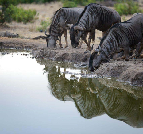 09Mike Palmer Wildebeest 170616 09Mike Palmer Wildebeest 170616