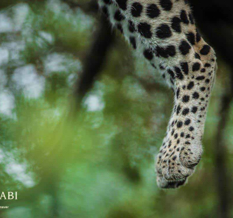 28Terry Ennever Ntsumi 25218 1 Final