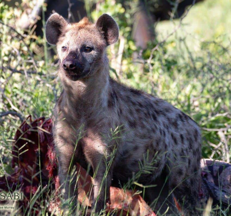 28Louise Murray Hyena 19022019 1 Final 28Louise Murray Hyena 19022019 1 Final